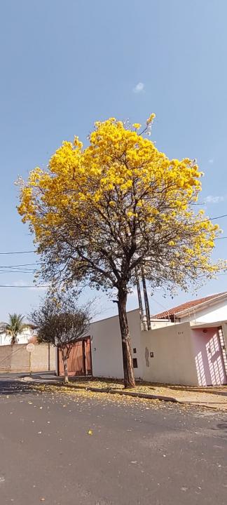 Foto 20 de 31 — Florada dos ipês dá novo colorido a Araraquara e internautas enviam fotos; veja